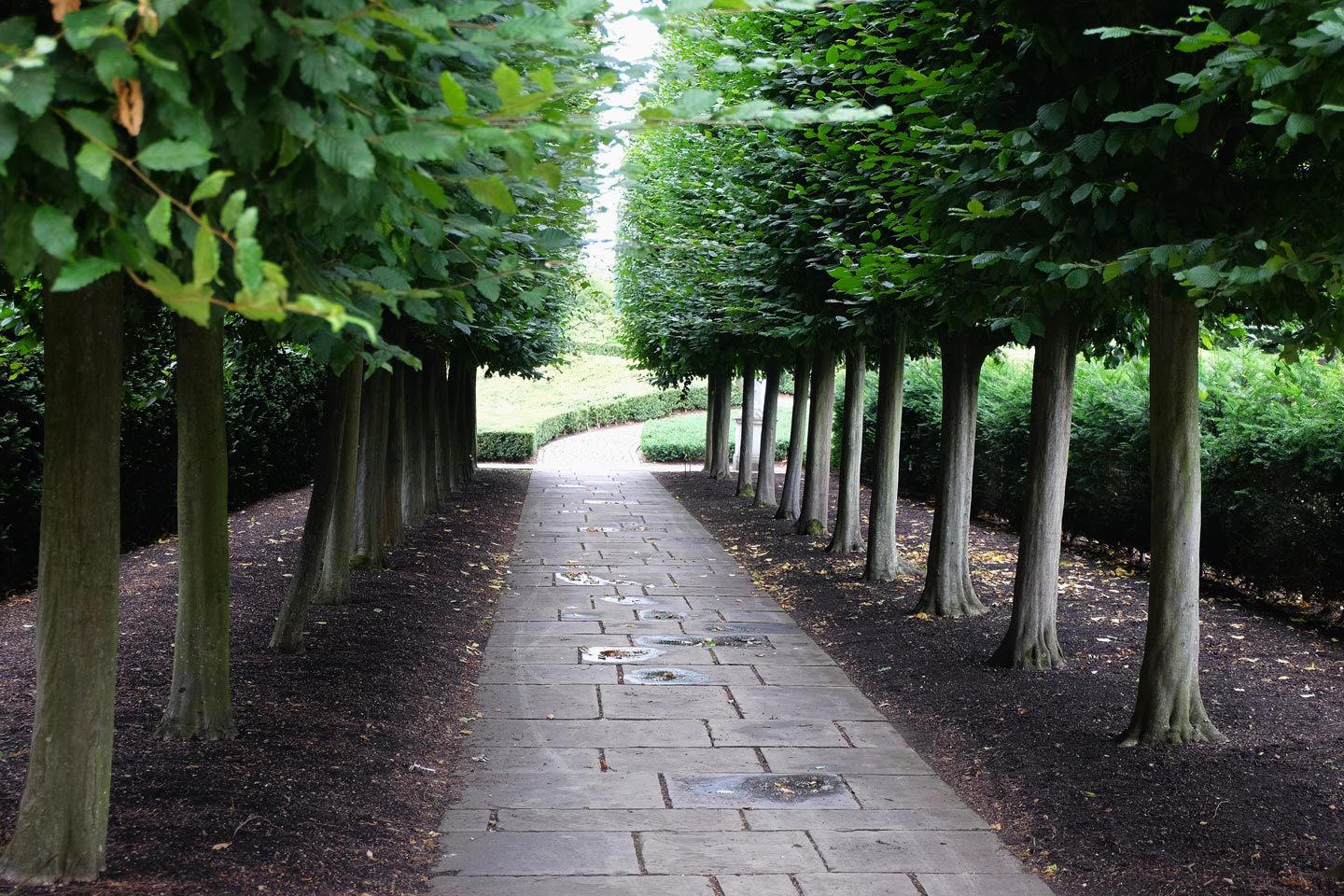  Trees. Garden  Pleached  