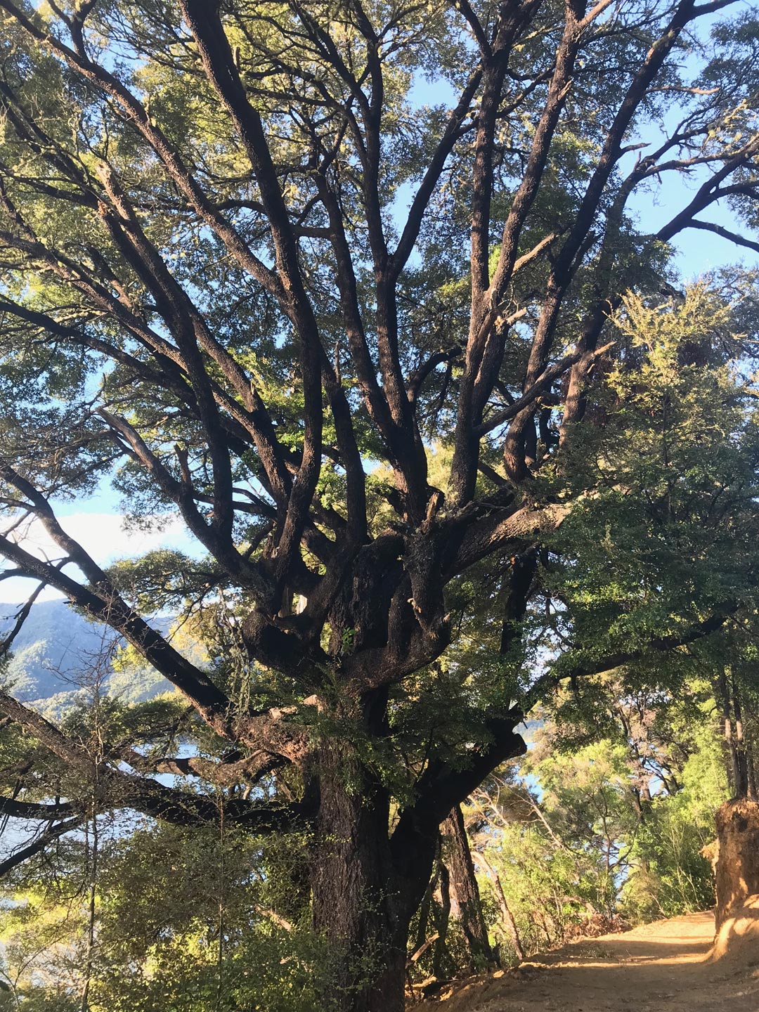  Garden Trees 