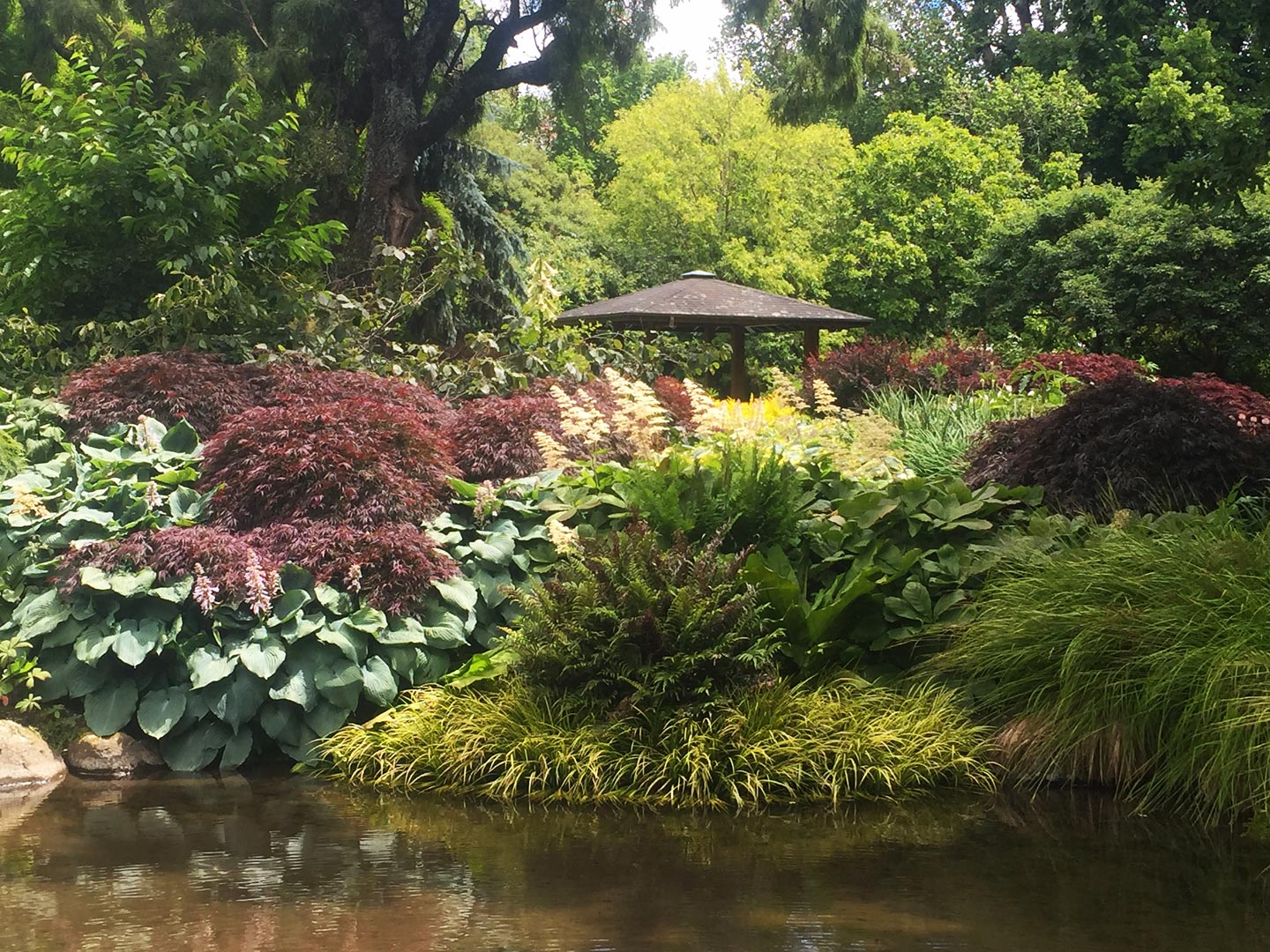  Hosta. Garden. Garden Maintenance  