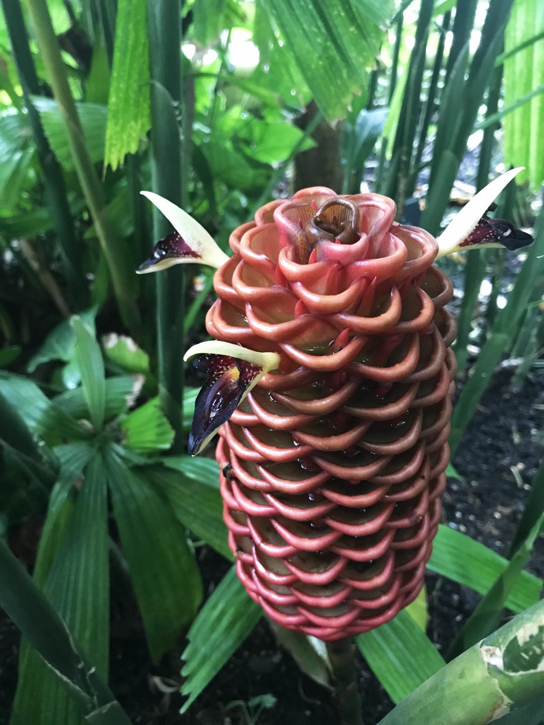  Tropical. Gardens. Flowers  