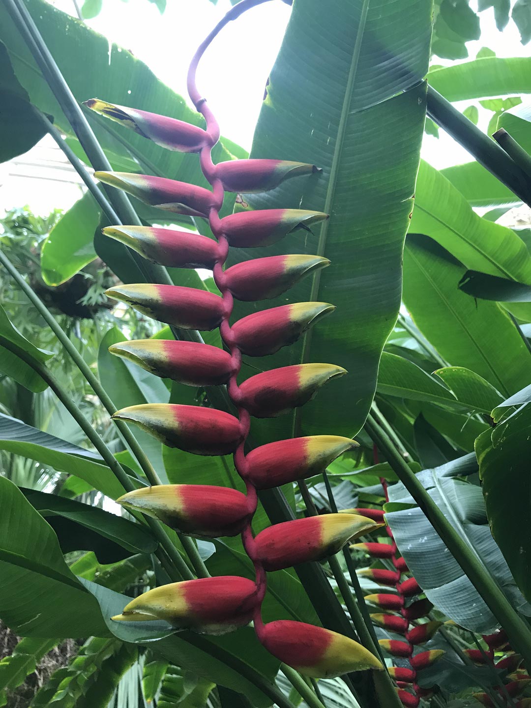  Tropical. Gardens. Flowers  