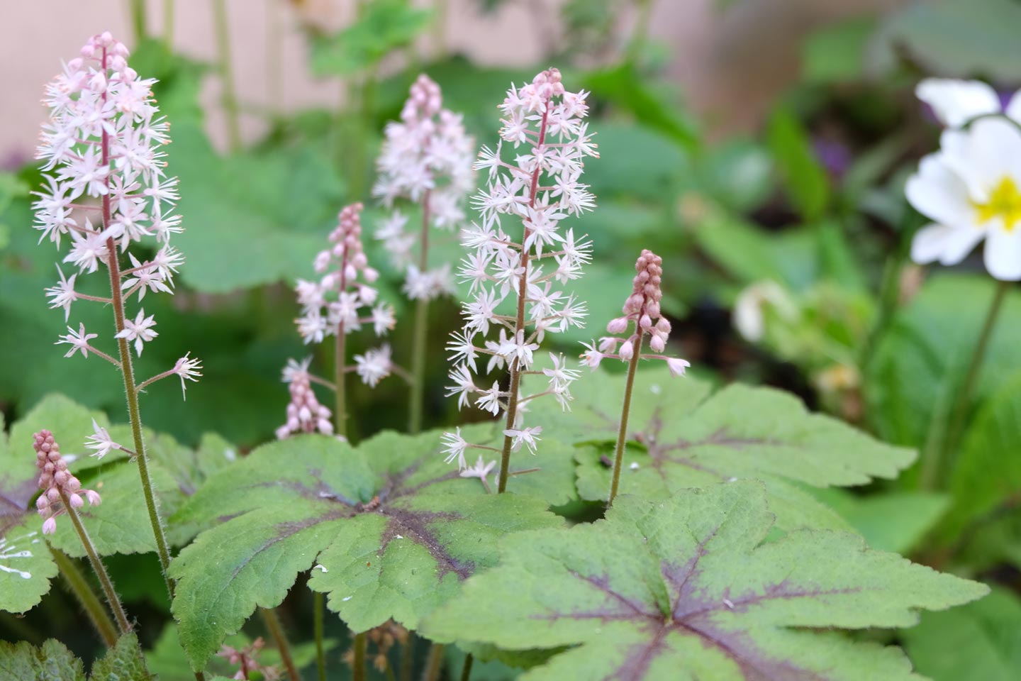  Flowers, Garden Maintenance  