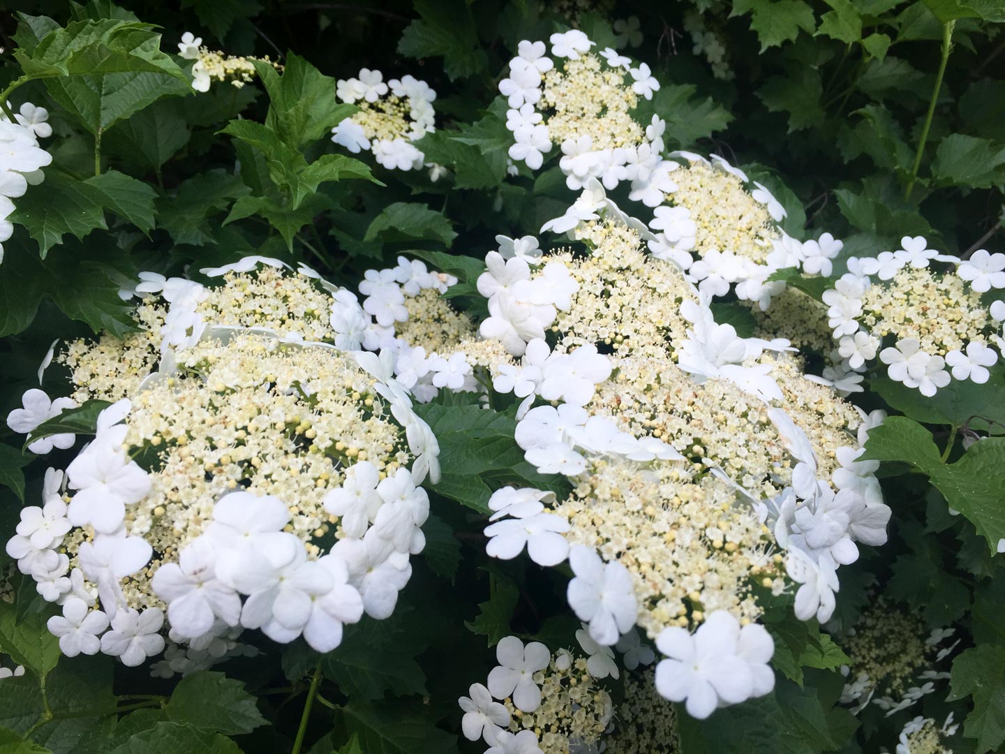  Hydrangea. Garden. Garden Maitneance  