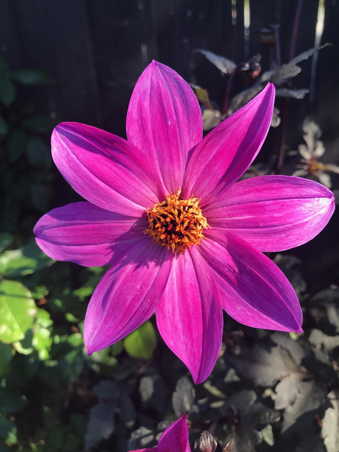  Dahlia. Garden. Garden Maintenance  