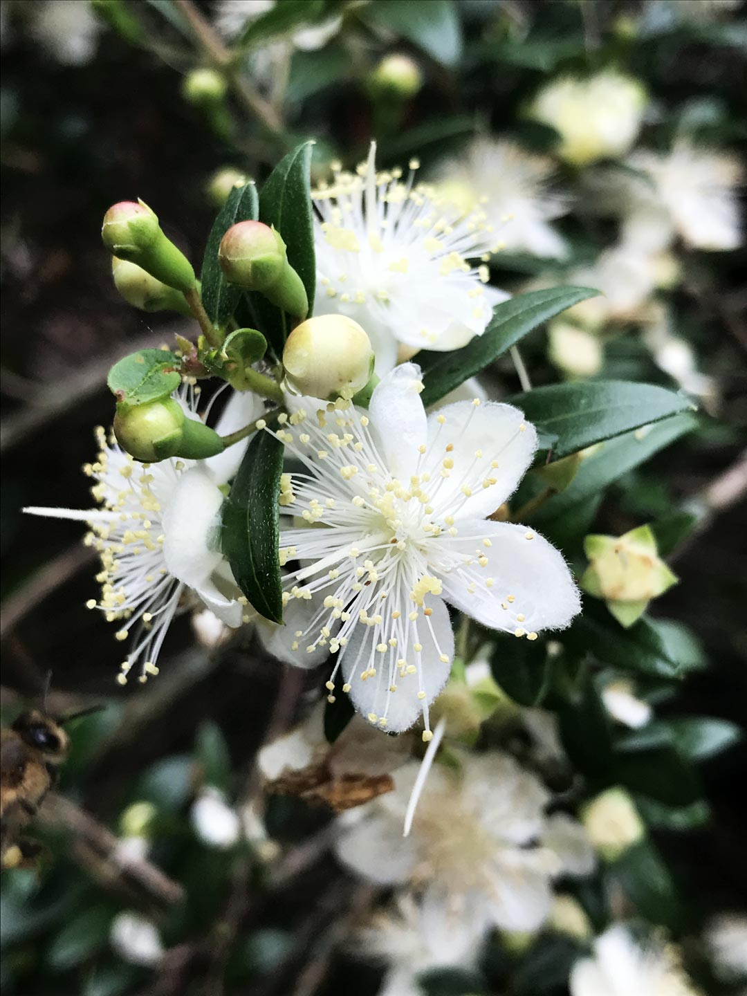  Flower. Garden. Garden Maintenance  