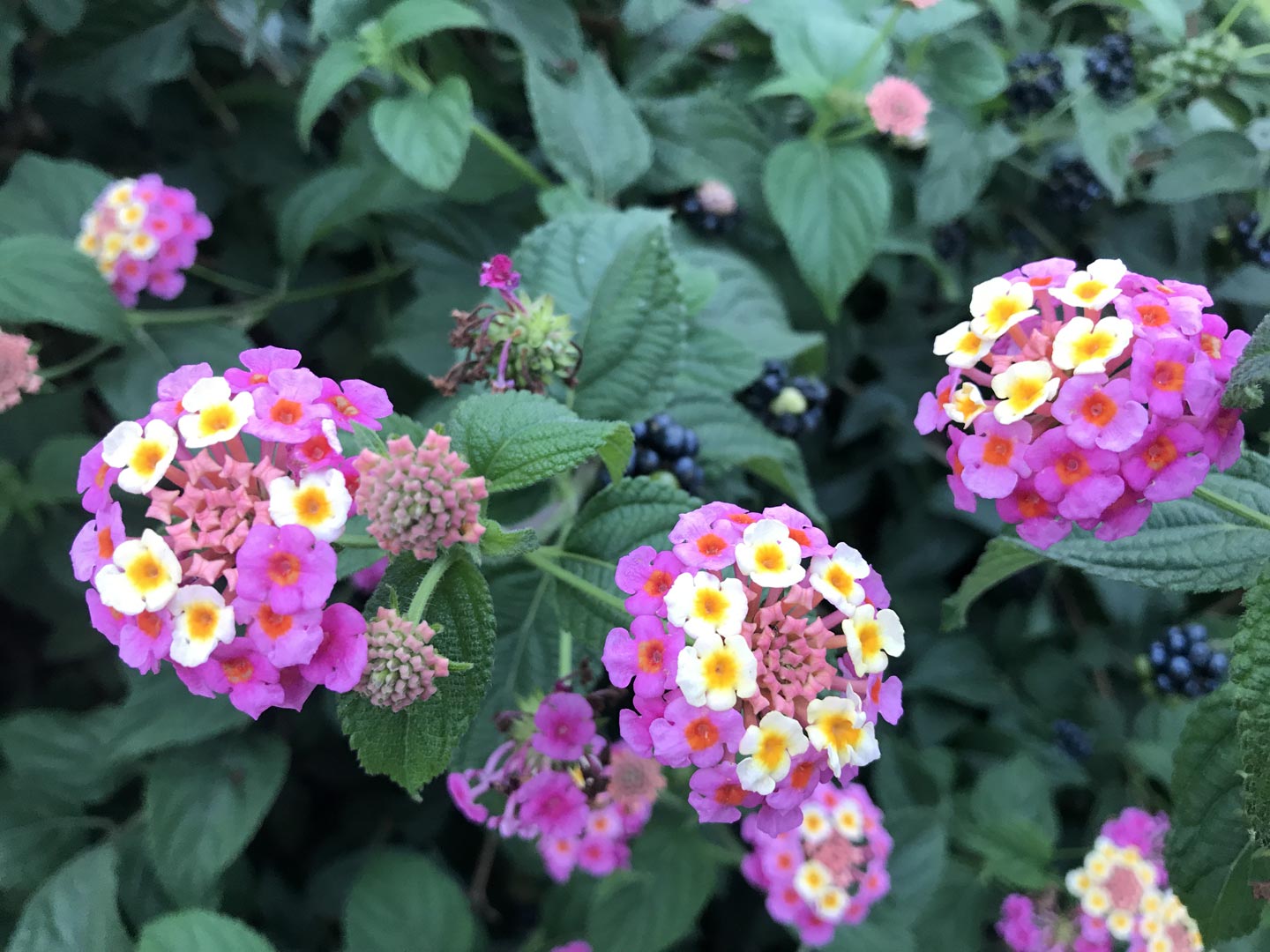  Flowers. Primula. Garden. Garden Maintenance  