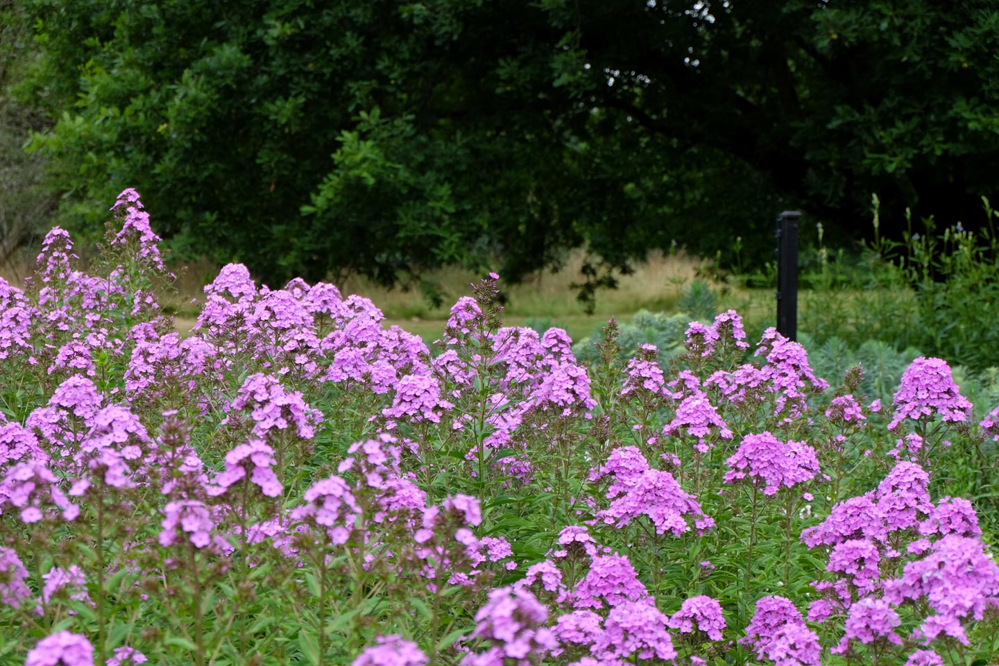  Herbaceous . Garden .Garden Maintenance 