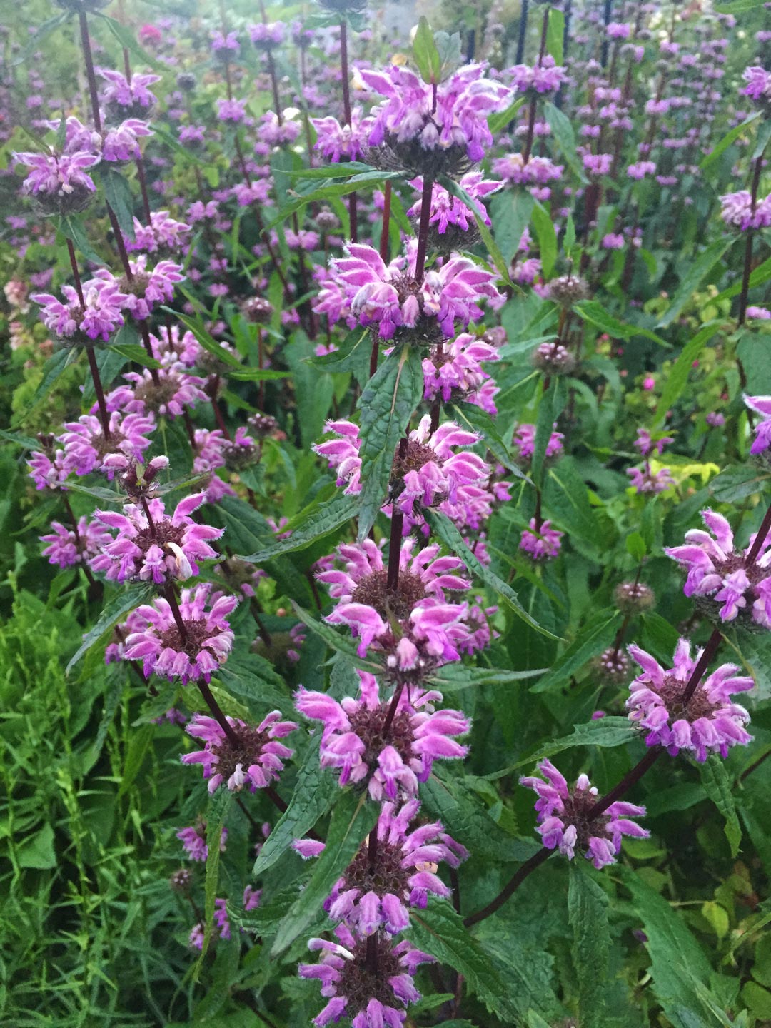  Herbaceous . Garden .Garden Maintenance 