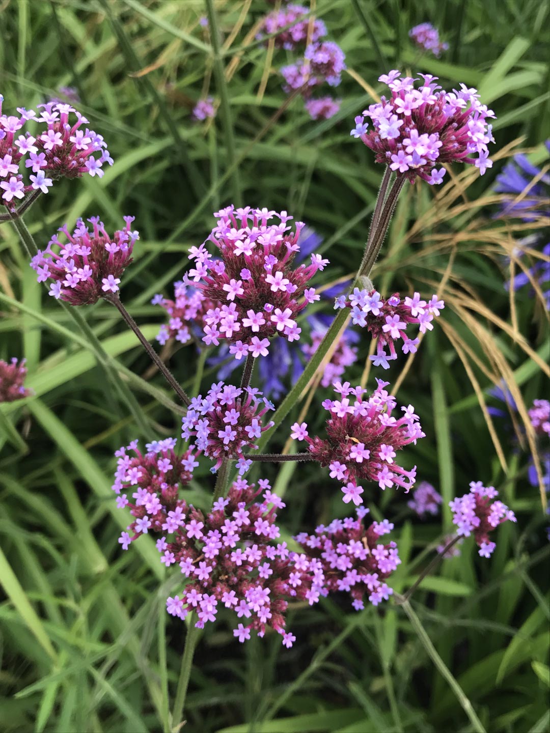  Herbaceous . Garden .Garden Maintenance 