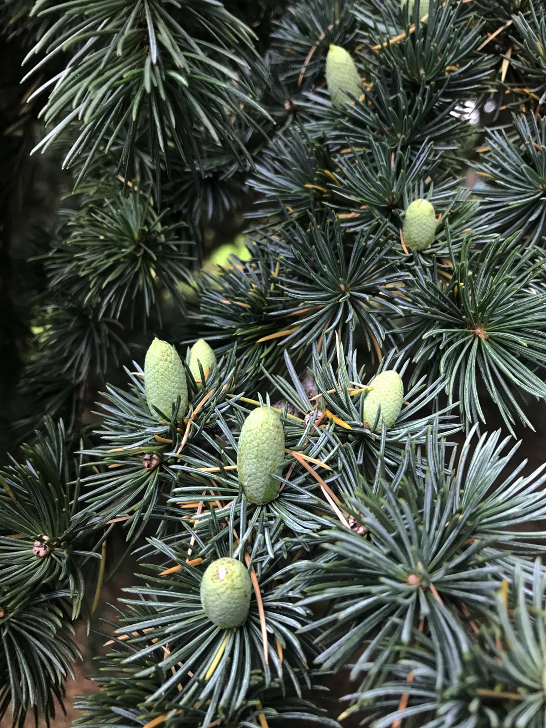  Tree, Pine Cone. Garden . Garden Maintenance  