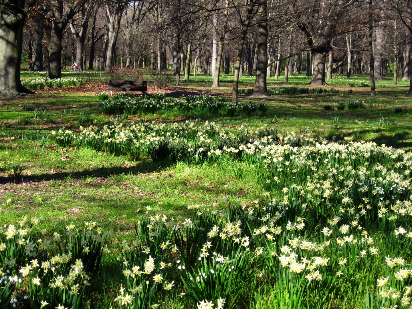  Gardens. Garden Maintenance. Daffodils 