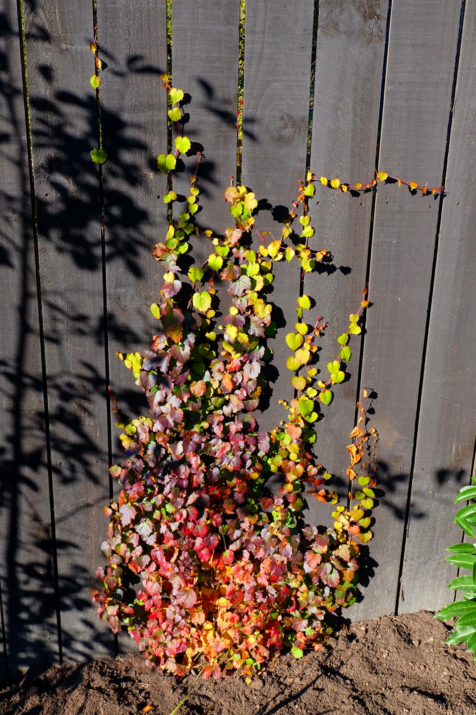  Garden. Garden Maintenace. Plant. Ivy  