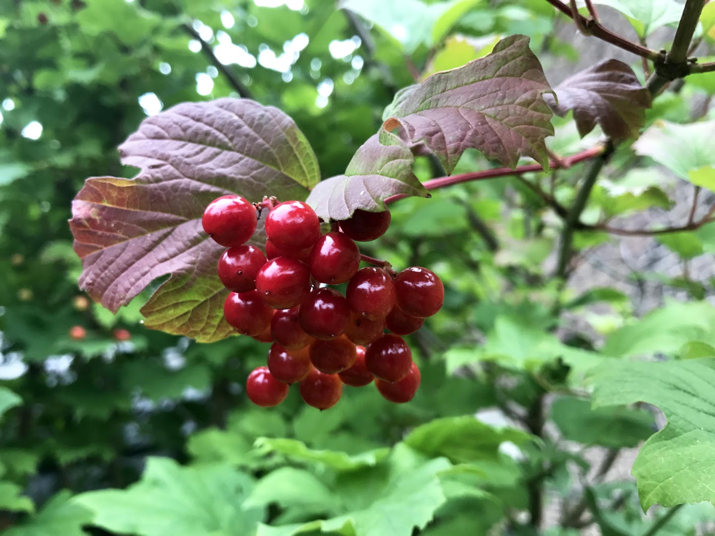  Berries. Garden. Garden Maintenace. Plant 
