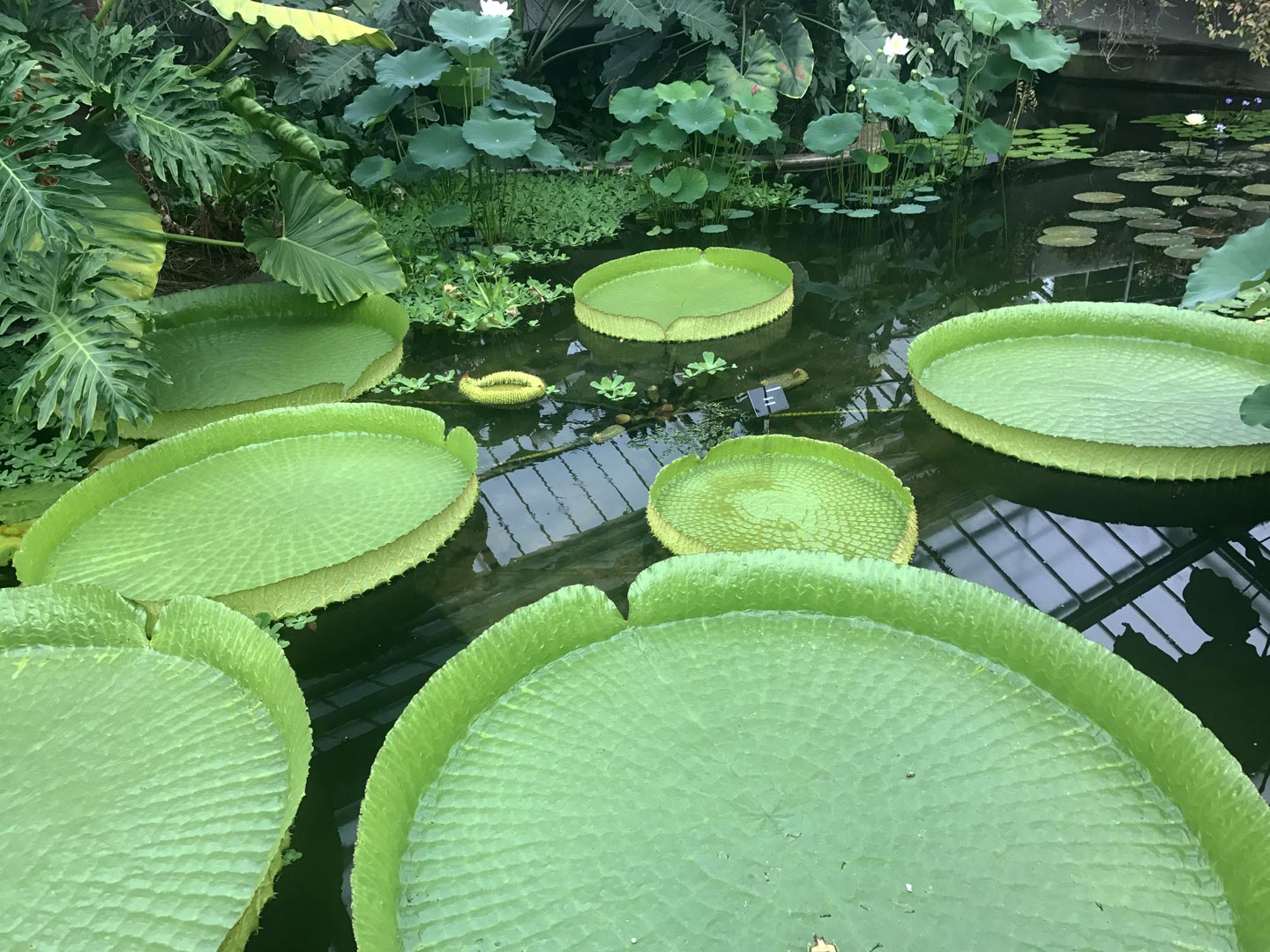  Water. Water lillies. Garden. Garden Maintenace. Plant 