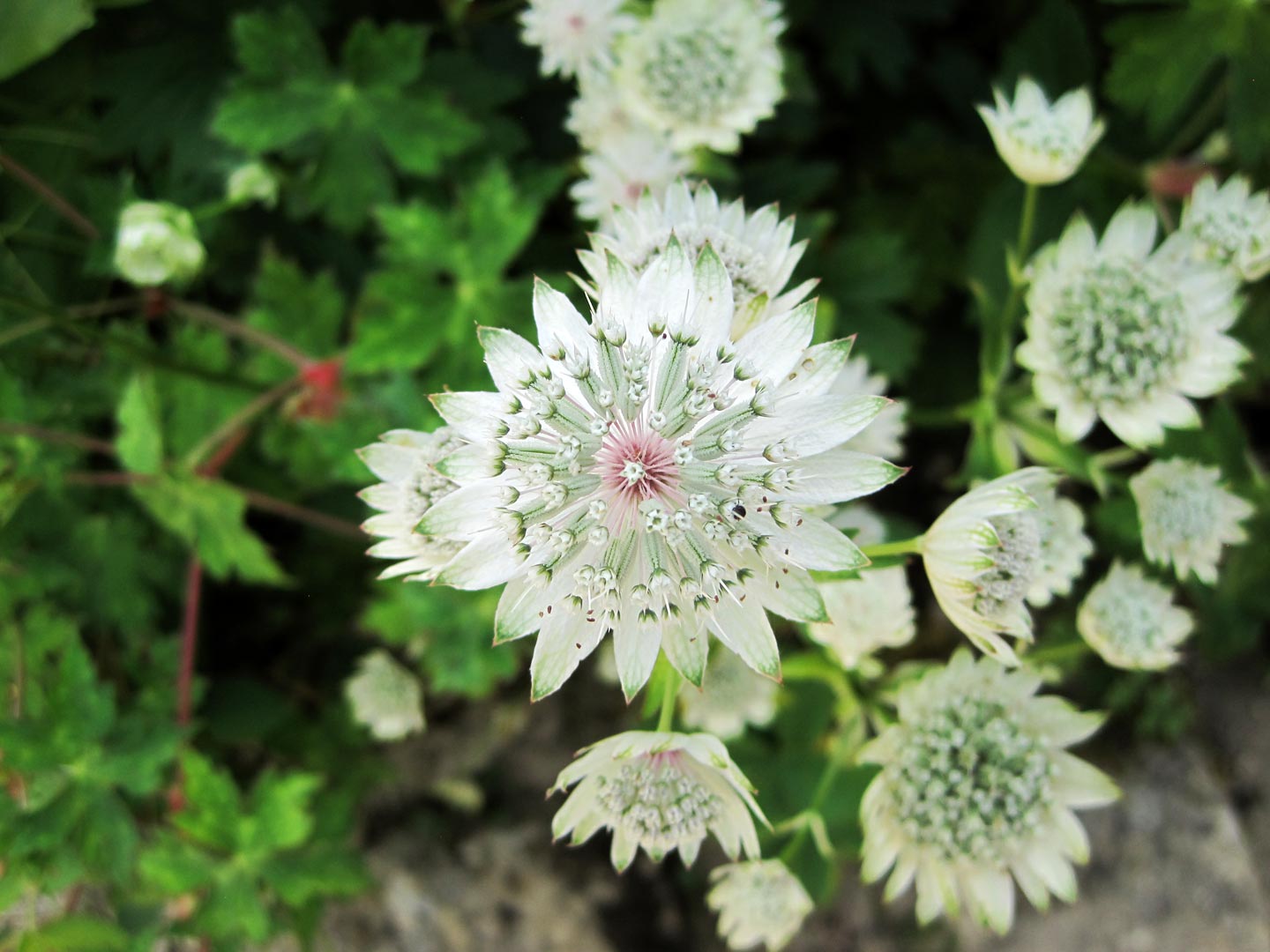  Garden. Flowers. Garden Maintenance 