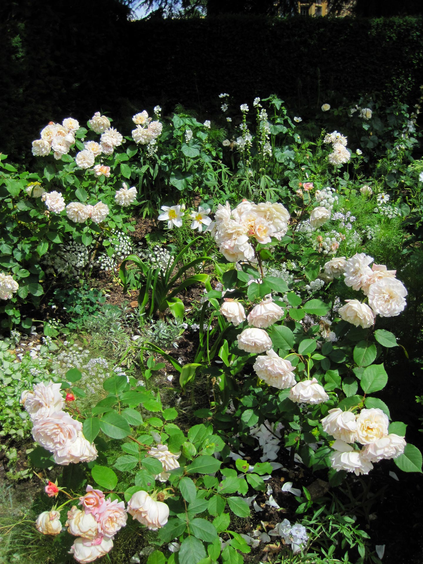  Roses Garden. Flowers. Garden Maintenance 