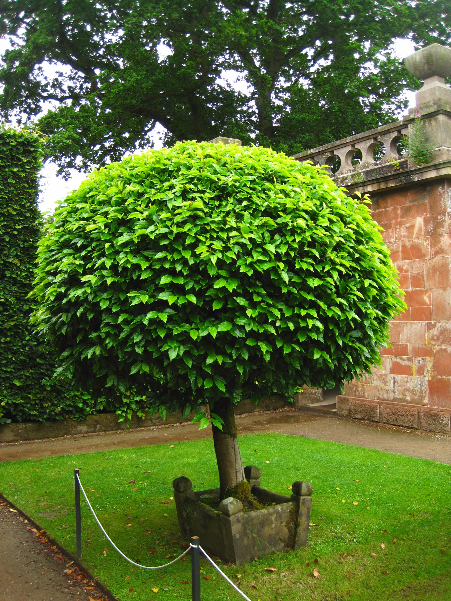  Tree. Garden. Garden Maintenance 