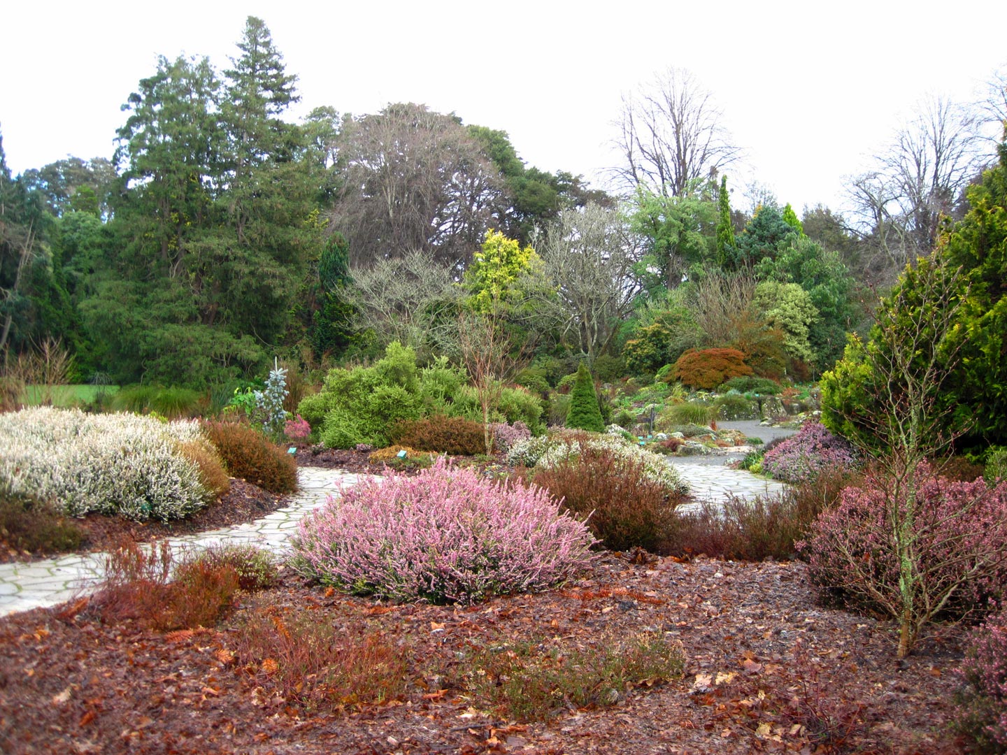  Tree. heather. Garden. Garden Maintenance 