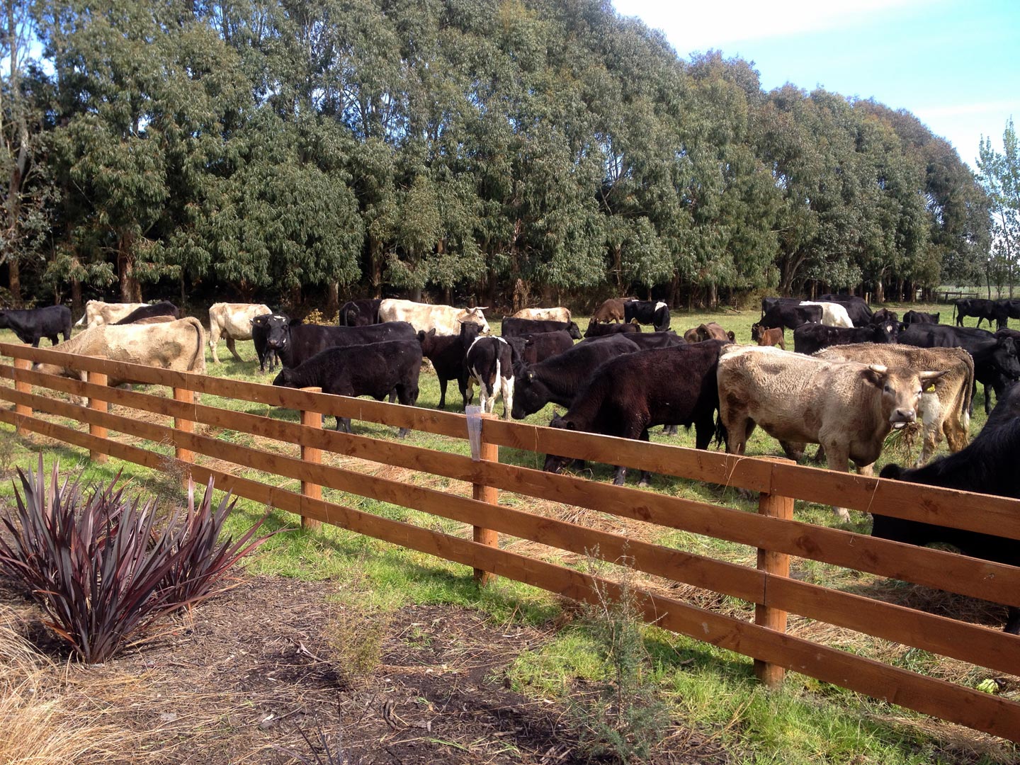  Fencing. Garden. Garden Maintenace  