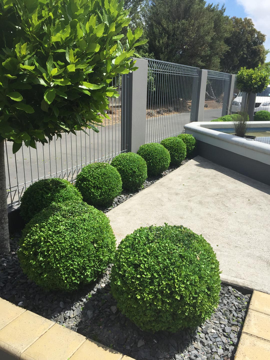  Buxus Ball. Buxus. Garden Maintenance  