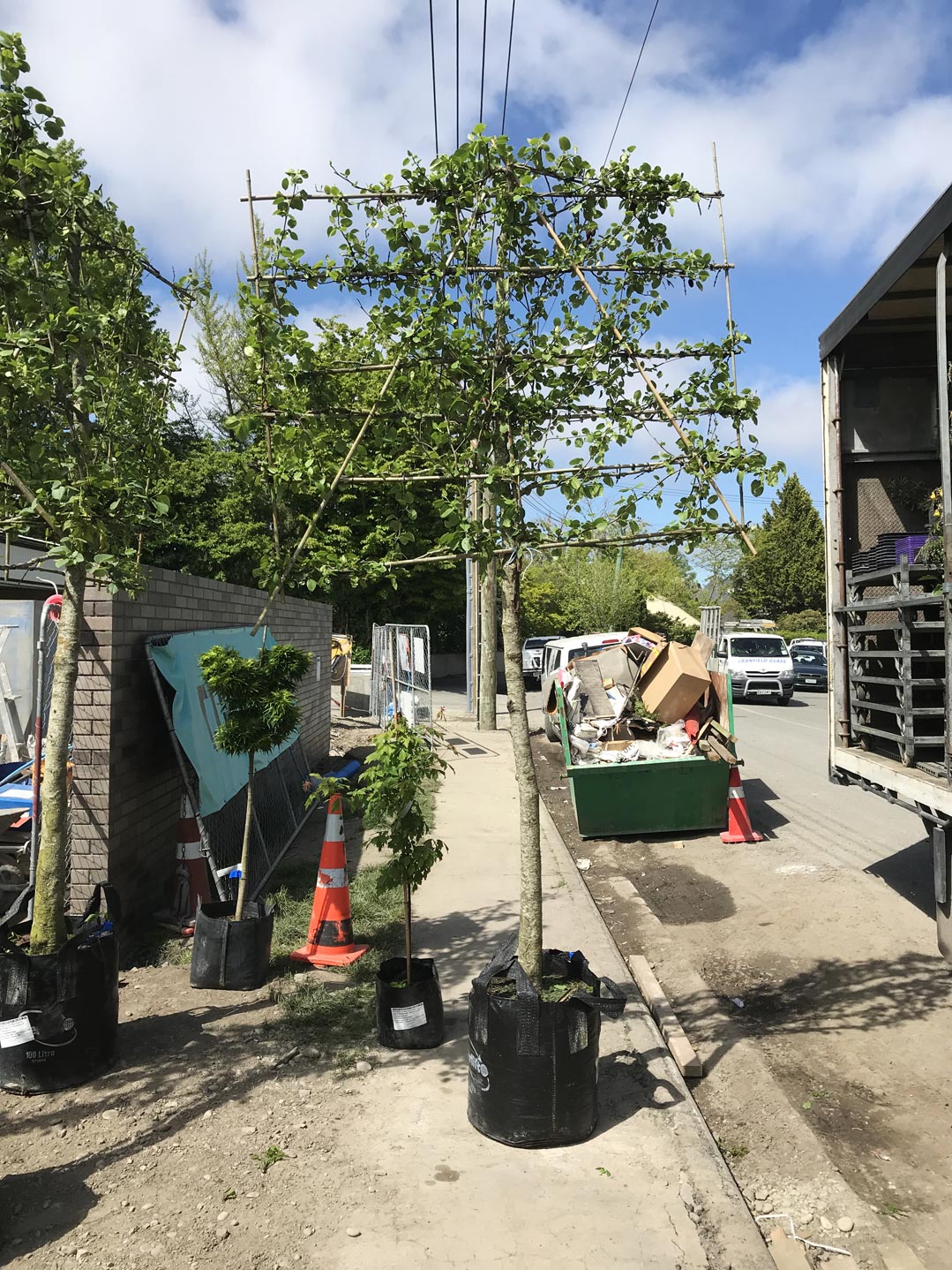  Tree. Pleached Tree. Garden. Garden Maintenacne  