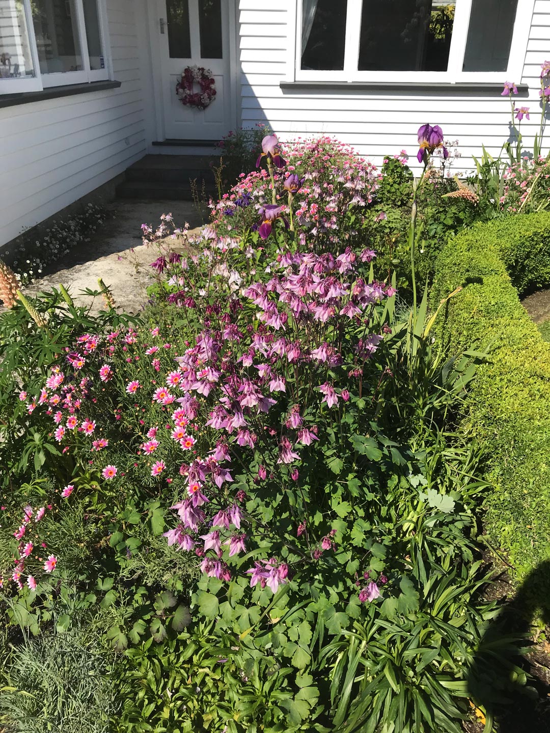  Colour, Granny Bonnets. Garden. Gardening 