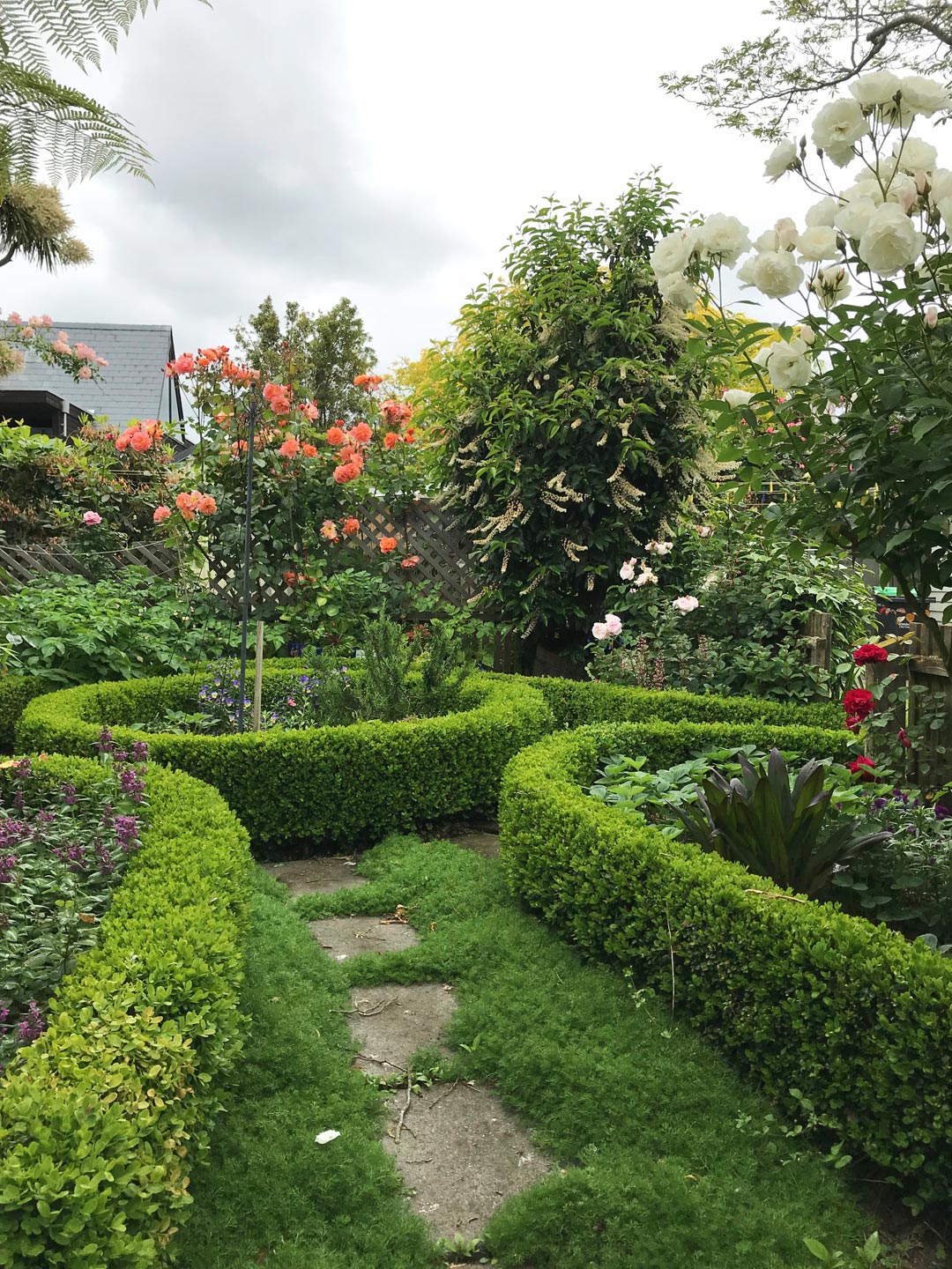  Buxus hedge. Garden. Garden Maintenance  