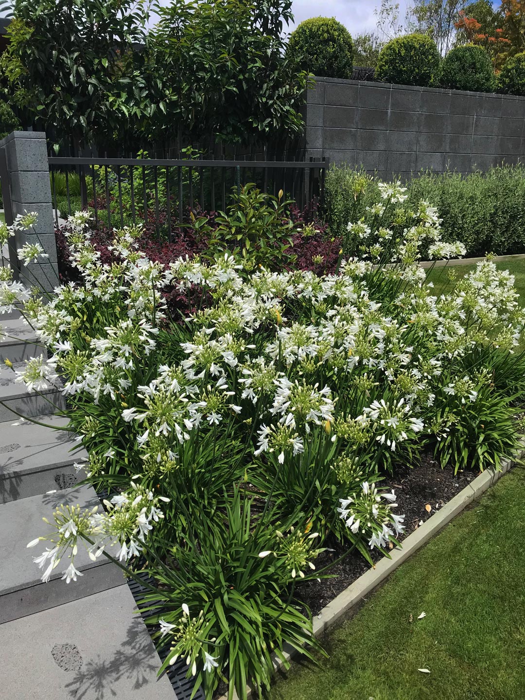  Agapanthus. Garden . Garden Maintenance  