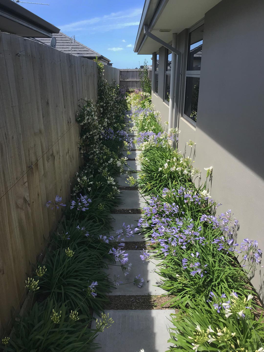  Stepped Pavers. Agapantus. Garden. Garden Maintenance  