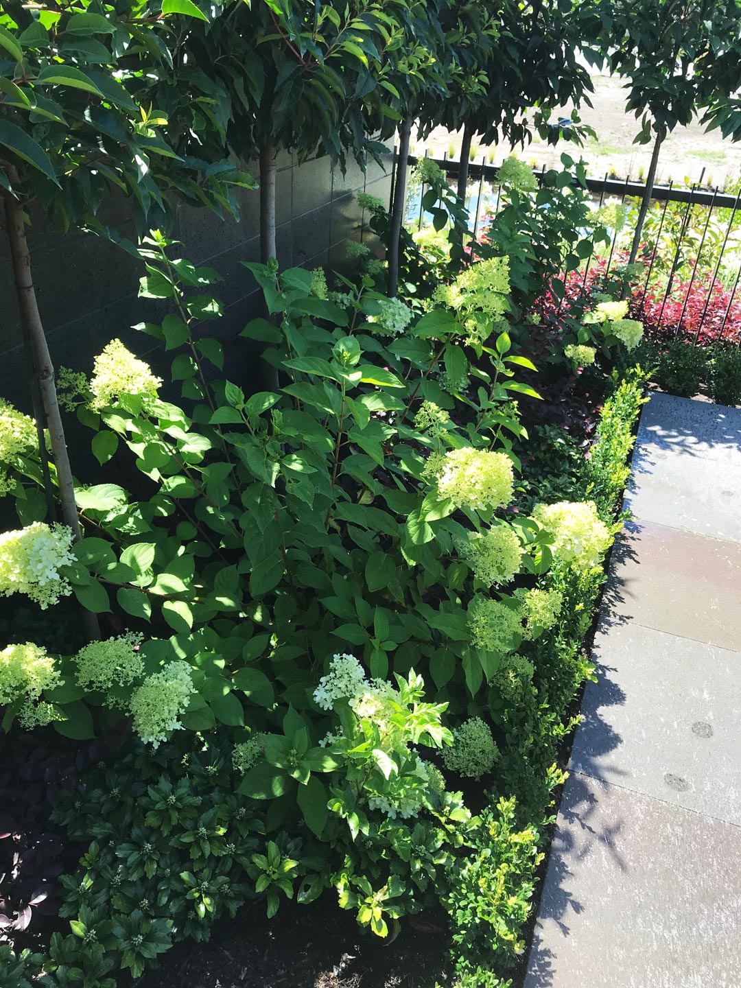  Hydrangea. Garden. Garden Maintenance  